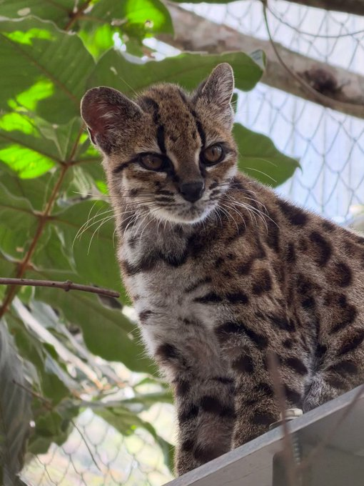 Leopardus tilcayo sitting among Yungas leaves