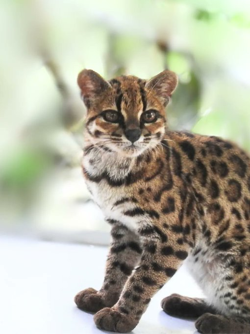 Leopardus tilcayo standing and facing the camera