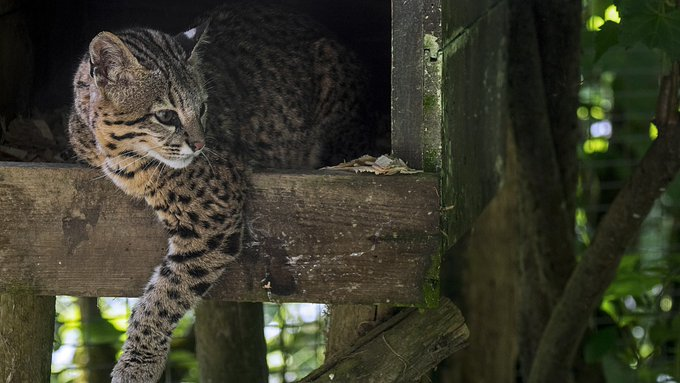 Leopardus tilcayo resting in a wooden den